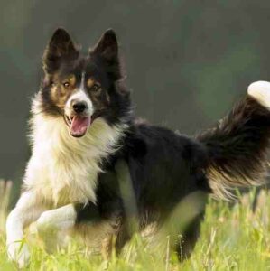 How I Chose a Border Collie as a Working Dog Breed, Part 5: Talents and Intelligence Image